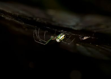 Spider on web closeup