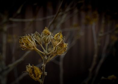 Dry plants