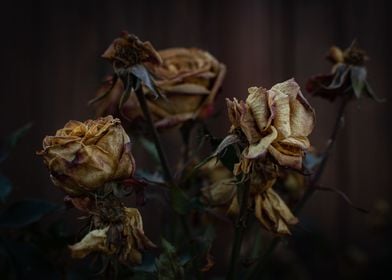 Dry roses