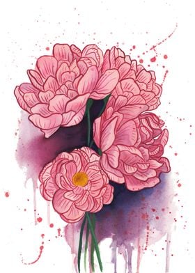 Peony Illustration