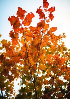 Fall maple leaves 2