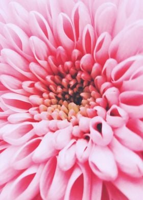 Closeup Gerbera Germini