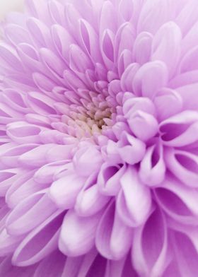 Closeup Gerbera Germini