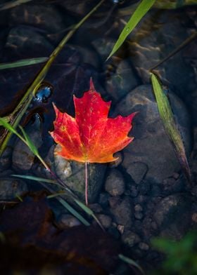 Oh Canada Fall colours