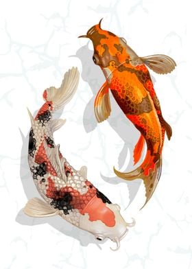 Japanese Koi Fish