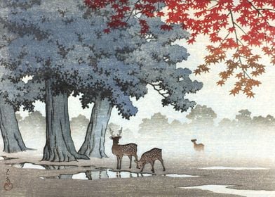 Deer At Nara Park