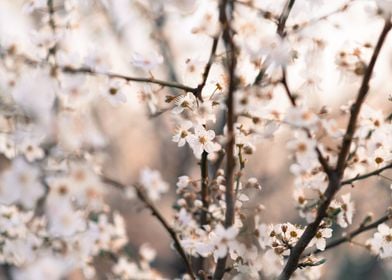 Cherry Tree Flowers