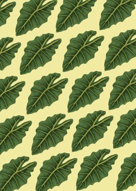 Alocasia Leaf