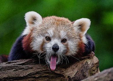 cute red panda