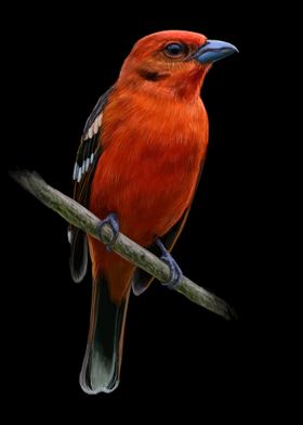 Tanager bird detailed art