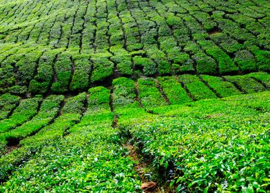 Tea plantations 