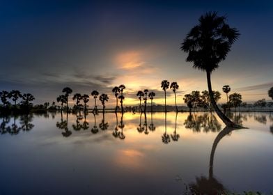 Palm Beach Landscape