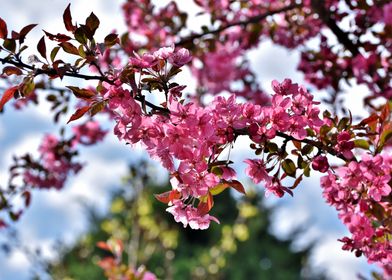 Ornamental Cherry Tree