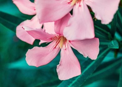 Oleander Flower