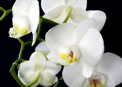 White Wild Orchids