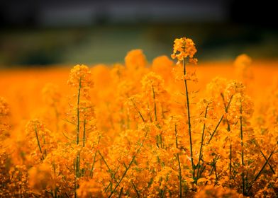 Orange Oilseed Rape Field 