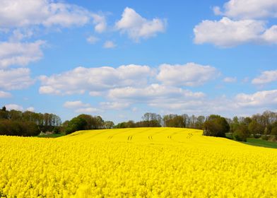 Oilseed Rape Field 