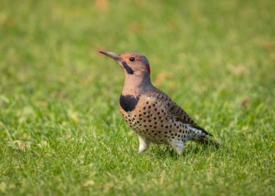 Spotted bird on a field