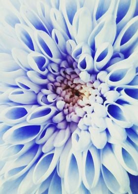 Blue Gerbera