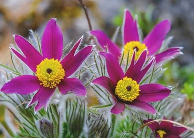 Pasqueflower