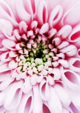 Pink Germini Gerbera