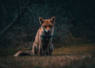 Fox