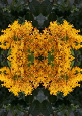 Abstract flower photograph