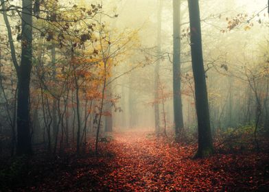 Foggy autumn forest path