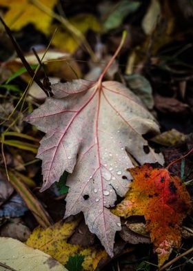 Fall leaf