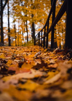 Fall leaves on a trail