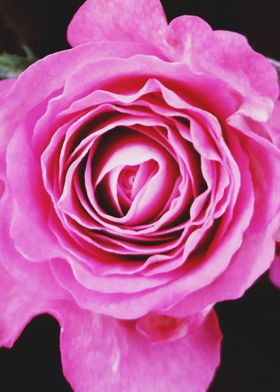 Closeup Pink Rose