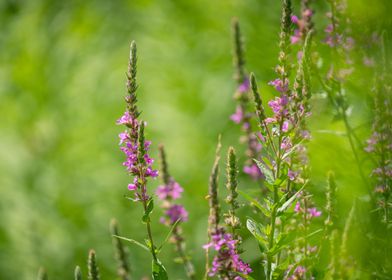 Purple flowers