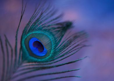 peacock feather