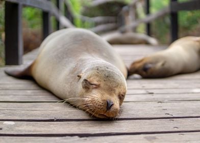 Tired Galapagos Sea Lions