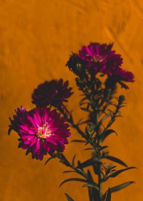 Autumn flowers