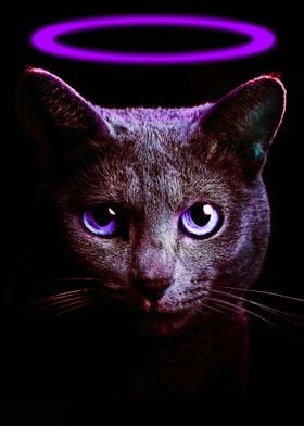 black cats on purple