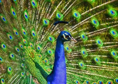 Peacock 