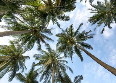 Palm Trees Beach