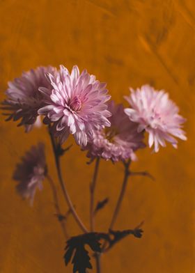 Autumn flowers