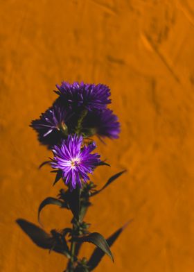 Autumn flowers