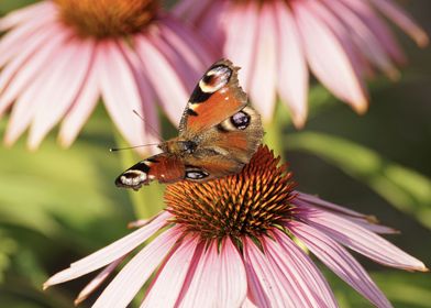 Peacock Butterfly