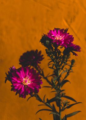 Autumn flowers