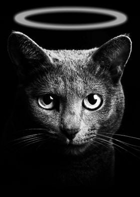 Black Cat Grey Neon