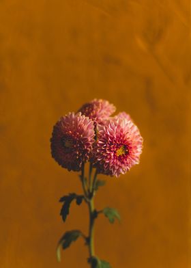 Autumn flowers