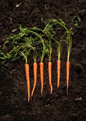 carrots soil