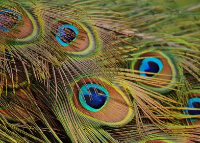 Peacock Feathers