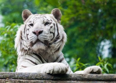 White Tiger