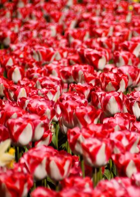 Tulips field