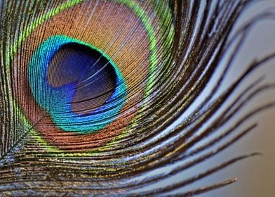 Peacock Feathers