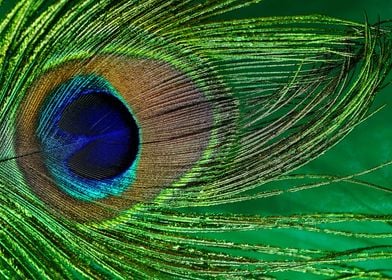 Green Peacock Feathers